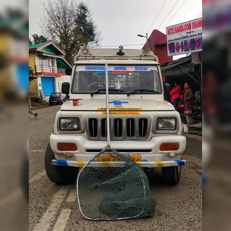 Vaccinate 800 street dogs in India