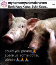 Pigs 3
