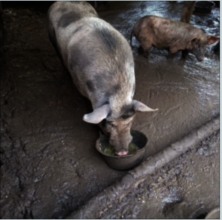 Pigs 2