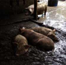 PIgs