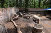 Farm Animal Sanctuary Riau, Indonesia.