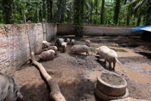 Farm Animal Sanctuary Riau, Indonesia.