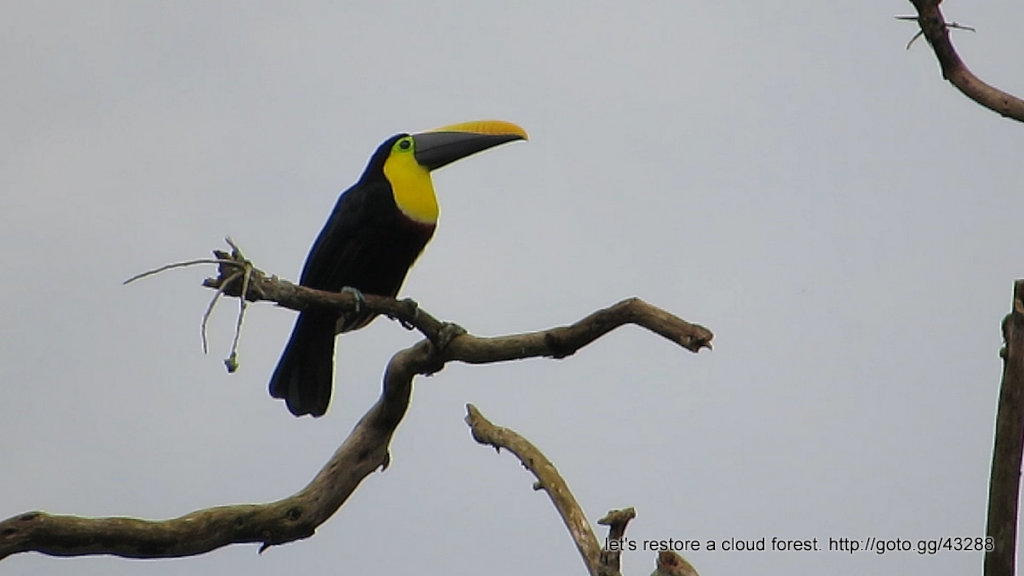 Let's restore a unique cloud forest in Venezuela