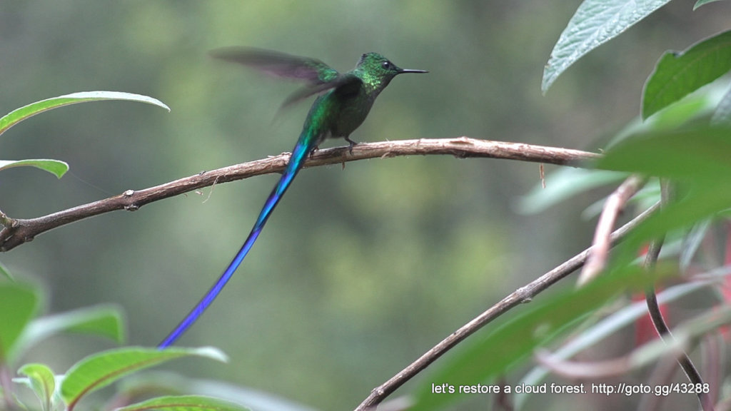 Let's restore a unique cloud forest in Venezuela