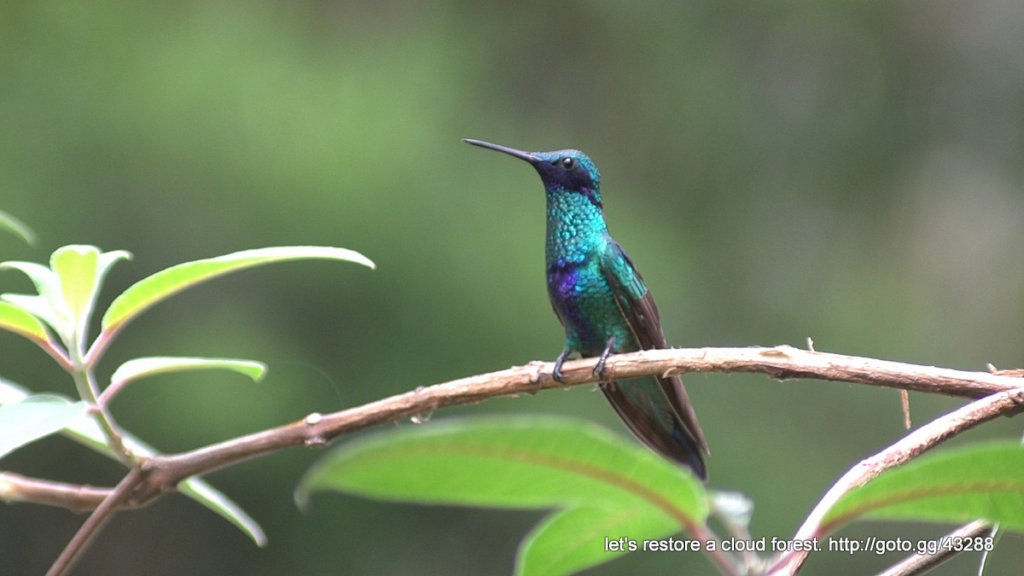 Let's restore a unique cloud forest in Venezuela