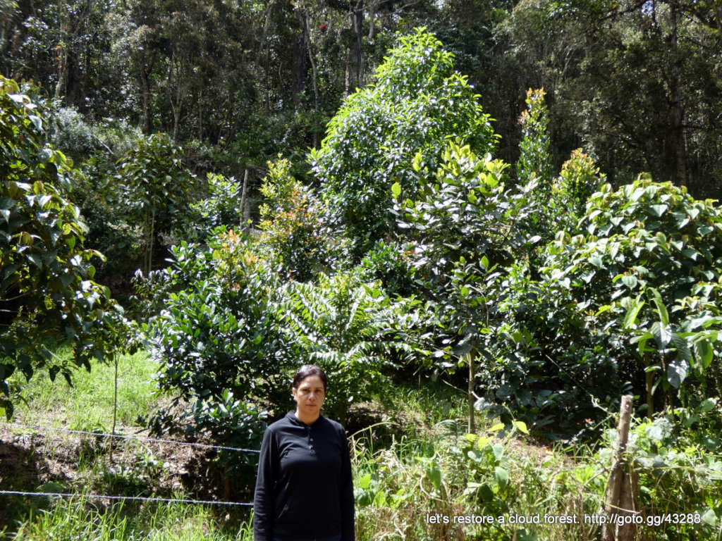 Let's restore a unique cloud forest in Venezuela