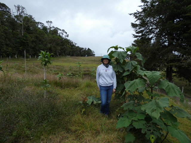 Let's restore a unique cloud forest in Venezuela