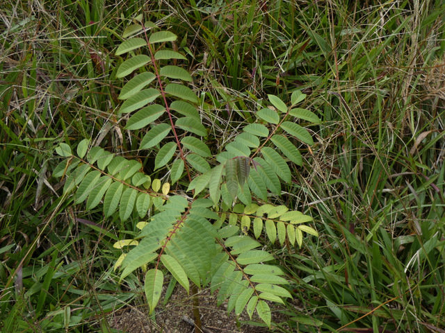Let's restore a unique cloud forest in Venezuela