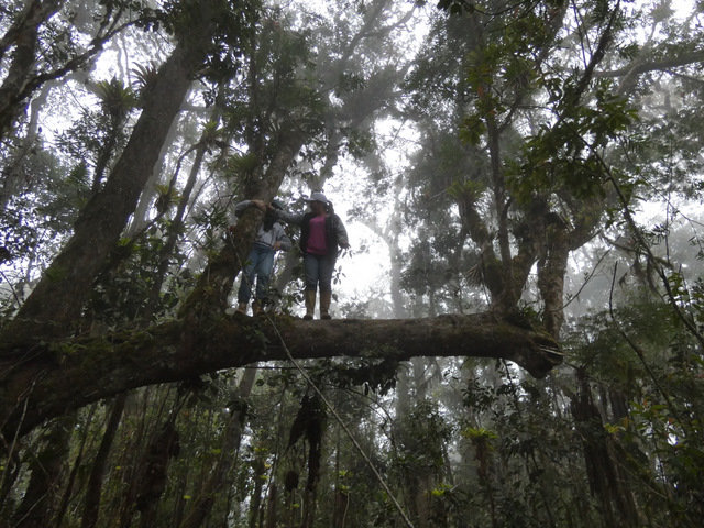 Let's restore a unique cloud forest in Venezuela