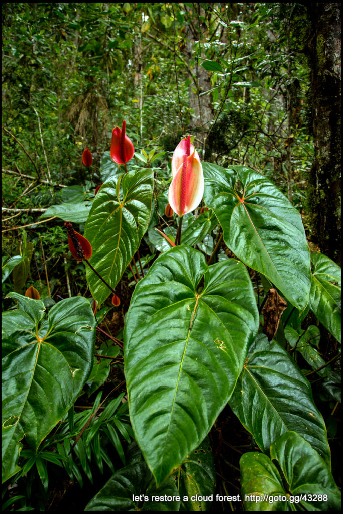 Let's restore a unique cloud forest in Venezuela