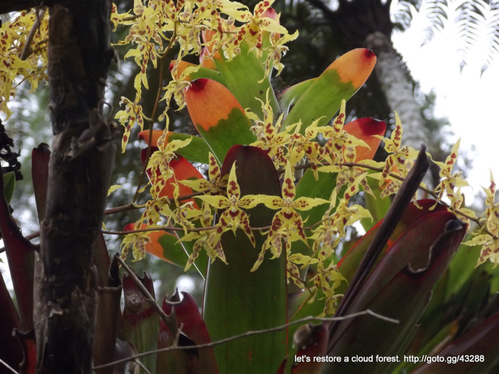 Let's restore a unique cloud forest in Venezuela