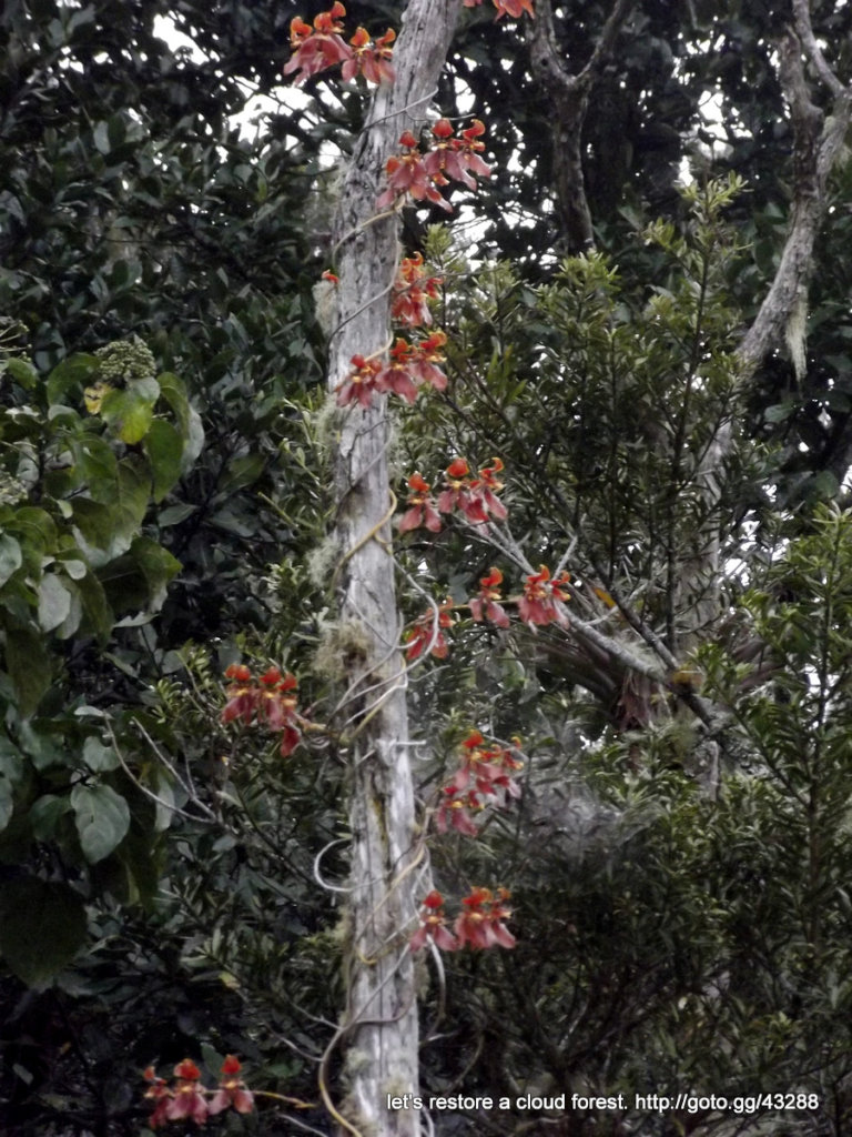 Let's restore a unique cloud forest in Venezuela