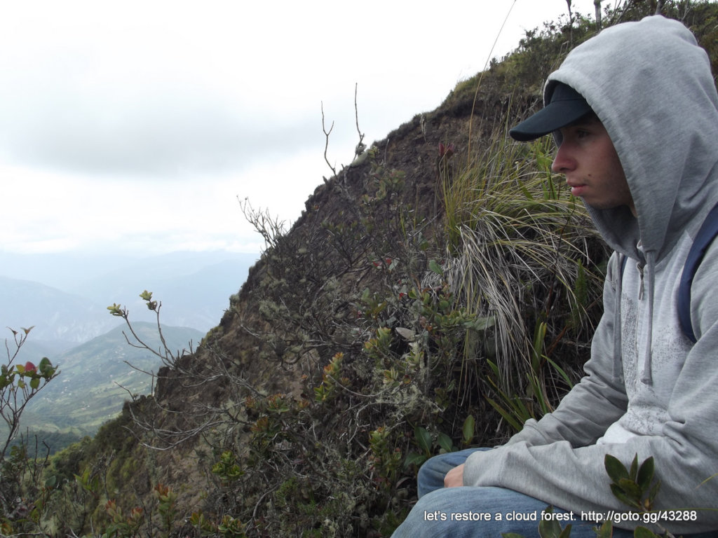 Let's restore a unique cloud forest in Venezuela