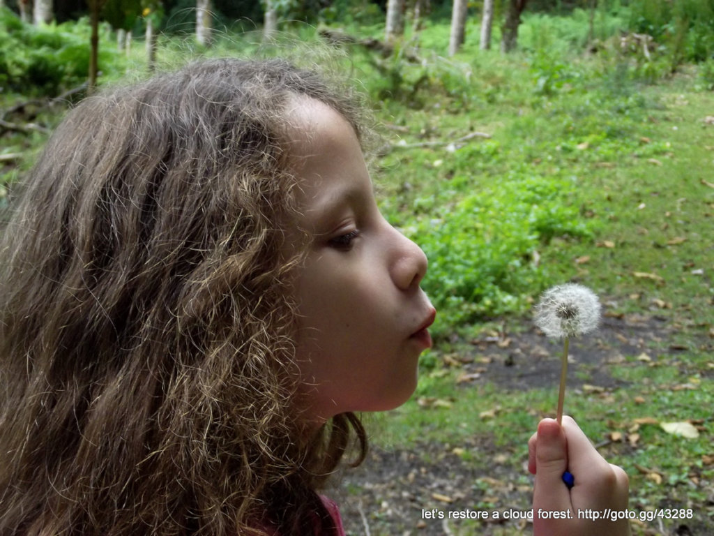 Let's restore a unique cloud forest in Venezuela