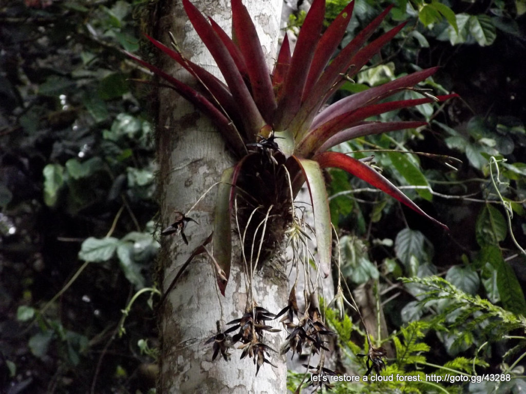 Let's restore a unique cloud forest in Venezuela