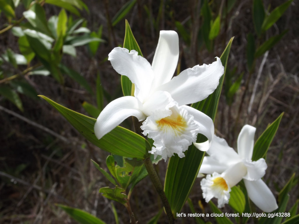 Let's restore a unique cloud forest in Venezuela