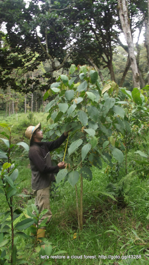 Let's restore a unique cloud forest in Venezuela