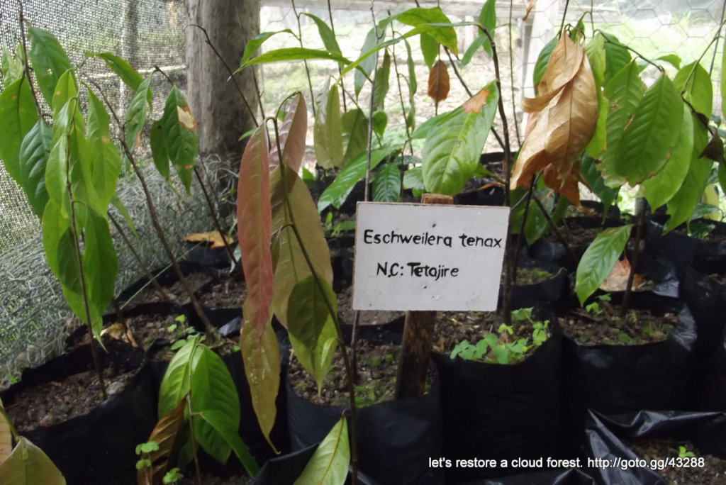 Let's restore a unique cloud forest in Venezuela