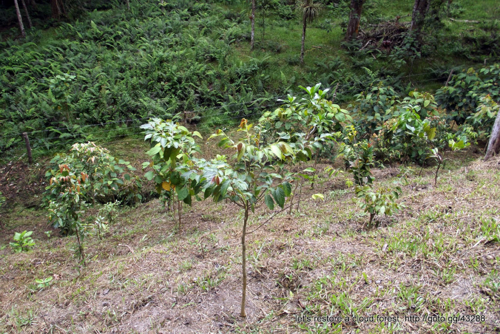 Let's restore a unique cloud forest in Venezuela