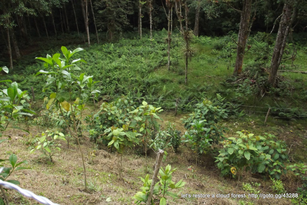 Let's restore a unique cloud forest in Venezuela