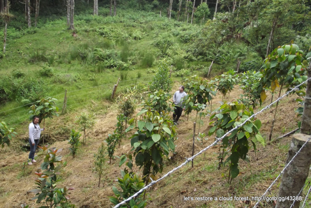 Let's restore a unique cloud forest in Venezuela