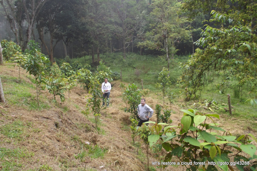 Let's restore a unique cloud forest in Venezuela