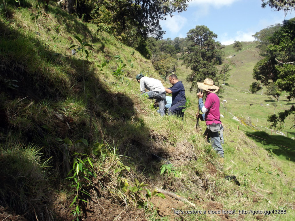 Let's restore a unique cloud forest in Venezuela