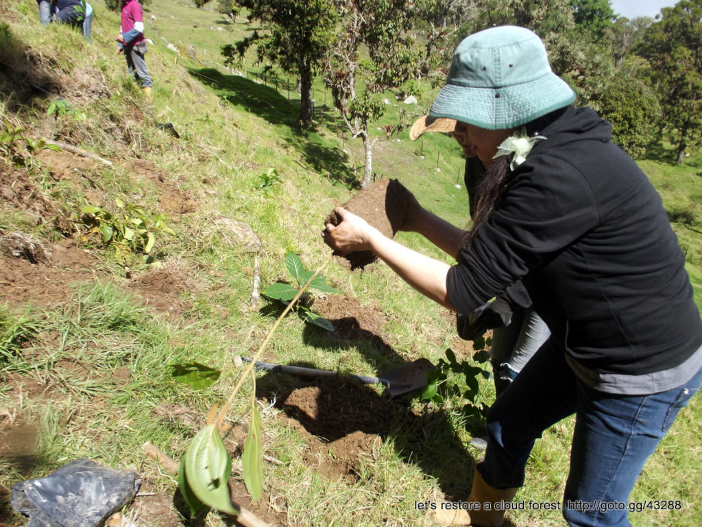 Let's restore a unique cloud forest in Venezuela