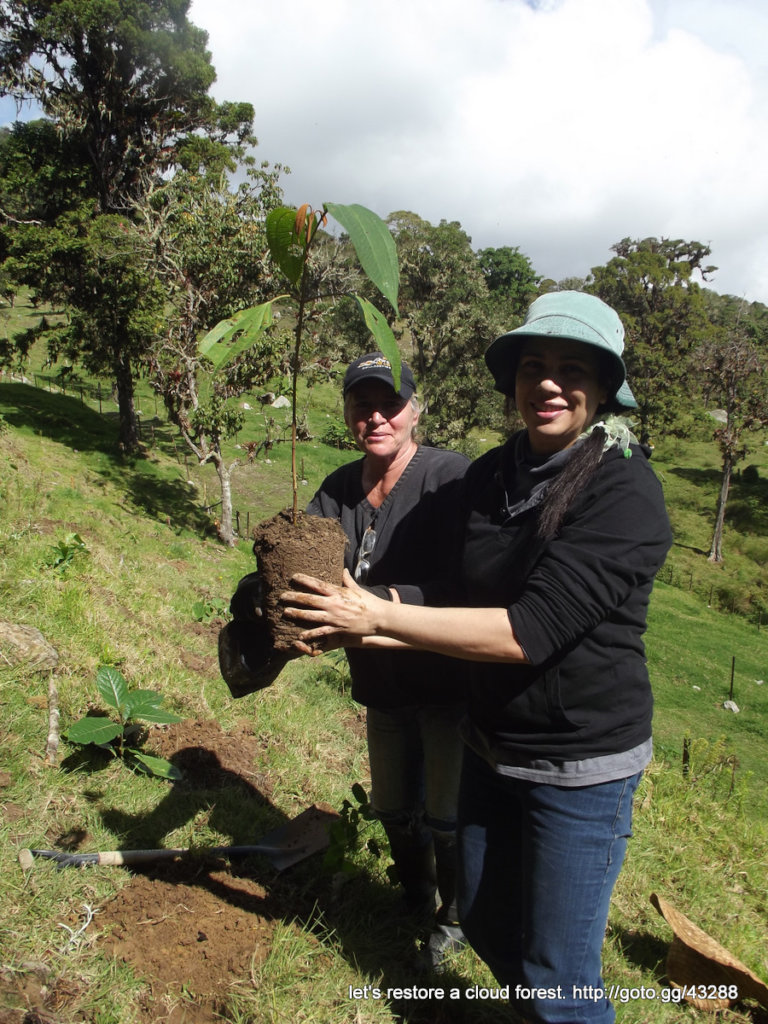Let's restore a unique cloud forest in Venezuela
