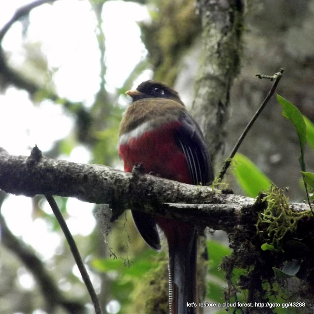 Let's restore a unique cloud forest in Venezuela