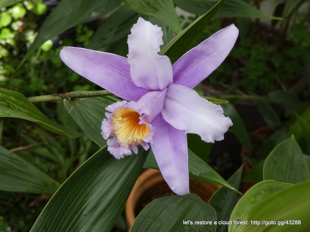 Let's restore a unique cloud forest in Venezuela