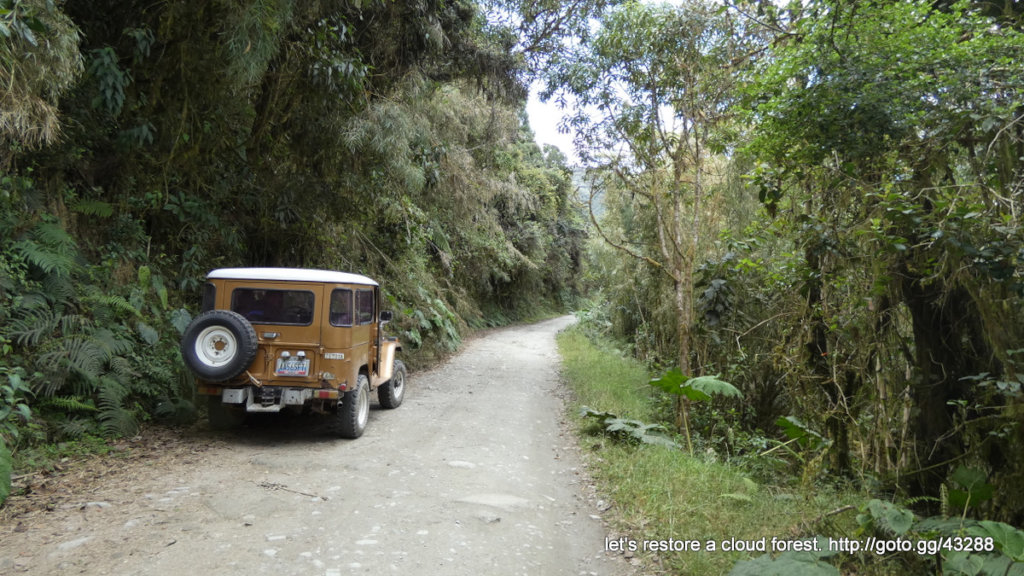 Let's restore a unique cloud forest in Venezuela