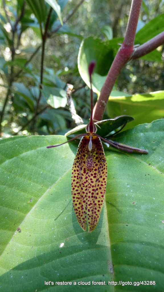 Let's restore a unique cloud forest in Venezuela