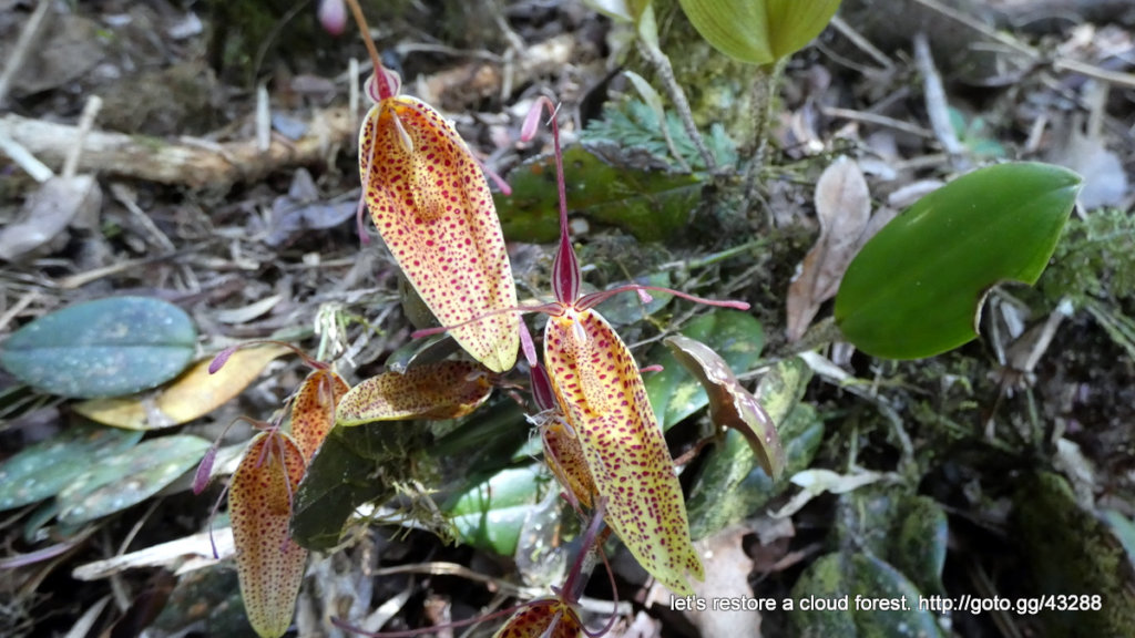 Let's restore a unique cloud forest in Venezuela