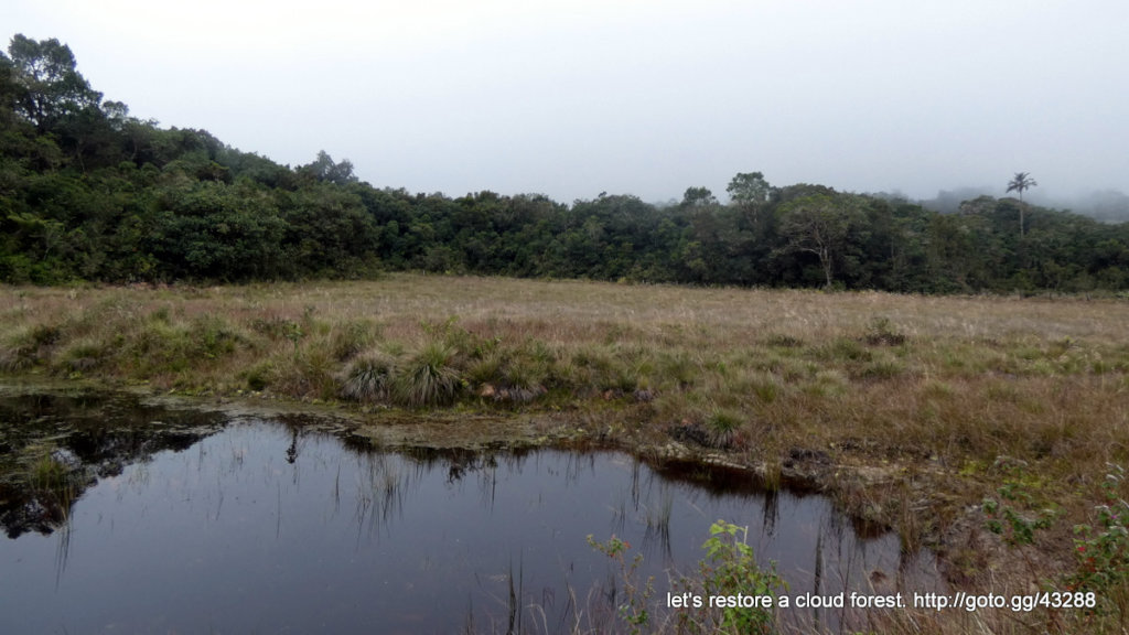 Let's restore a unique cloud forest in Venezuela