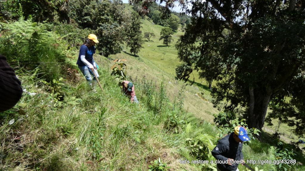 Let's restore a unique cloud forest in Venezuela