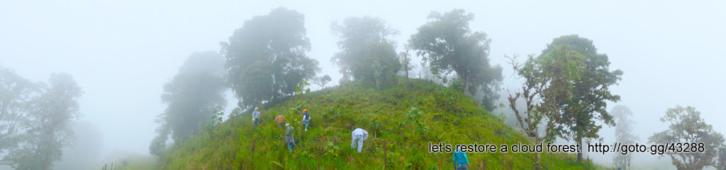 Let's restore a unique cloud forest in Venezuela
