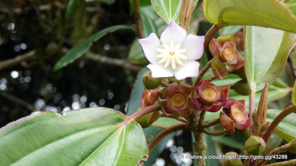 Let's restore a unique cloud forest in Venezuela