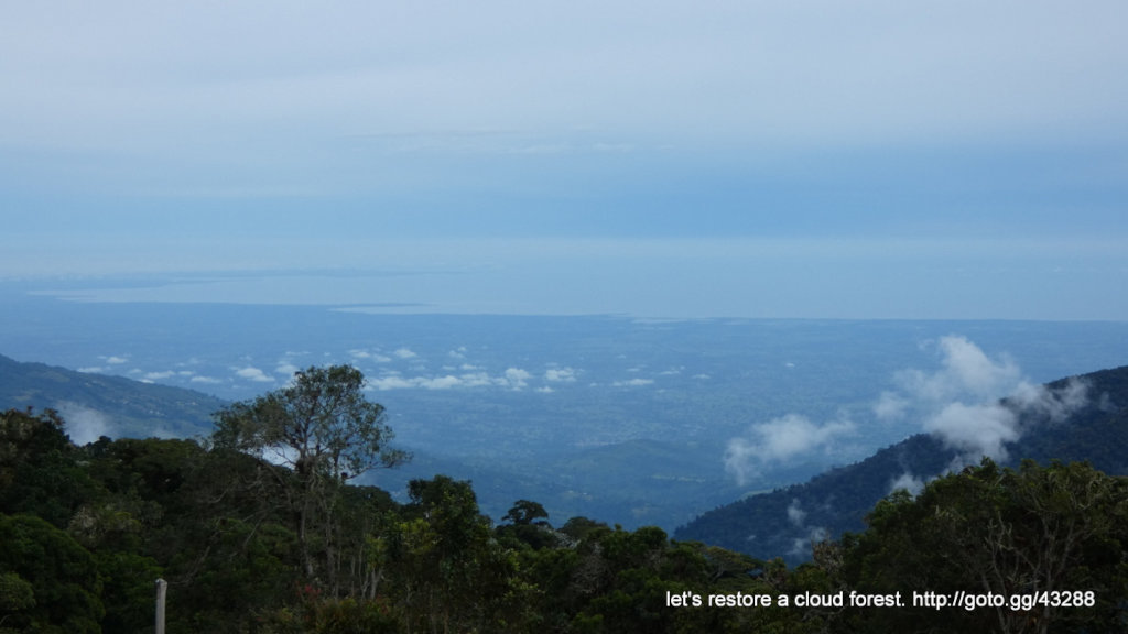 Let's restore a unique cloud forest in Venezuela