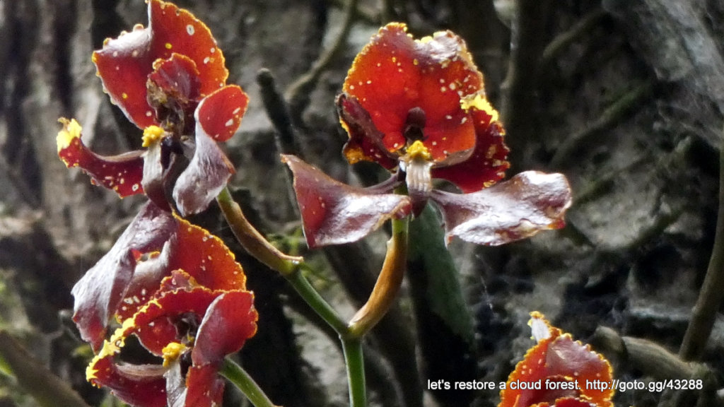 Let's restore a unique cloud forest in Venezuela