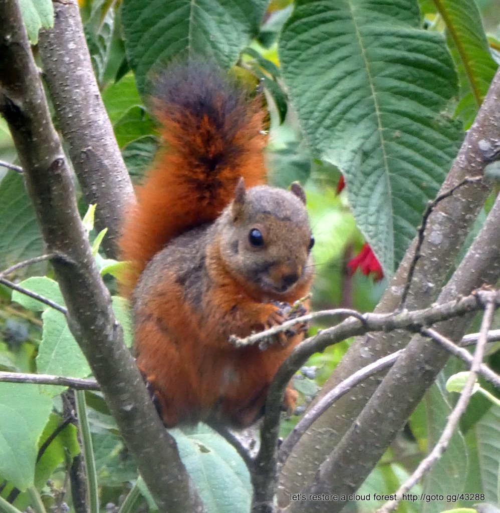 Let's restore a unique cloud forest in Venezuela