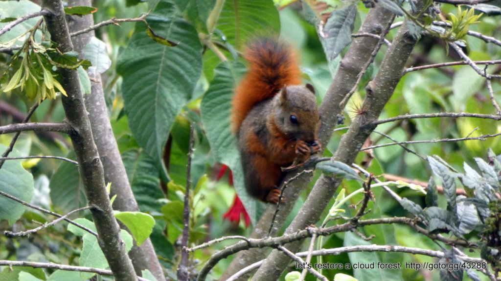 Let's restore a unique cloud forest in Venezuela