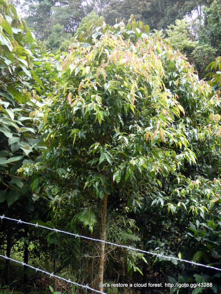 Let's restore a unique cloud forest in Venezuela