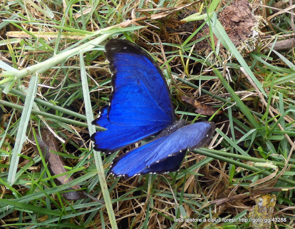 Let's restore a unique cloud forest in Venezuela