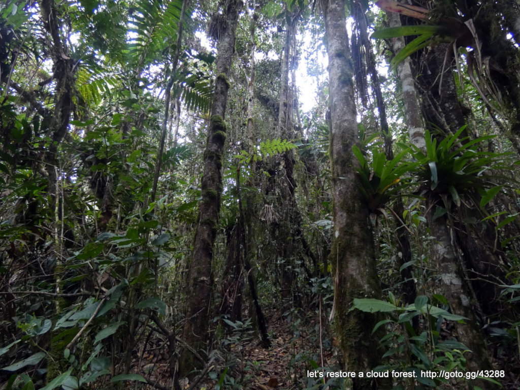 Let's restore a unique cloud forest in Venezuela