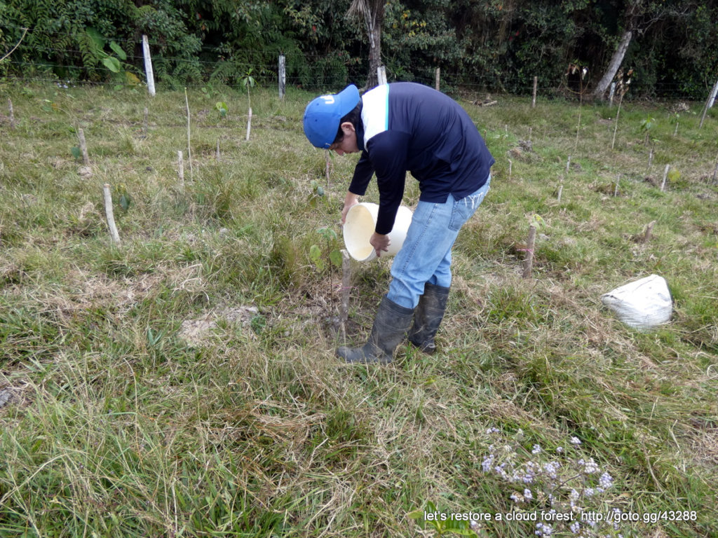 Let's restore a unique cloud forest in Venezuela