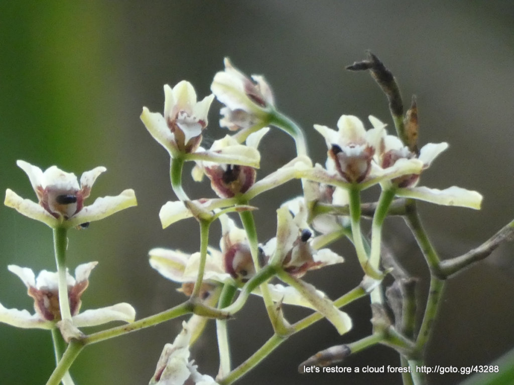 Let's restore a unique cloud forest in Venezuela