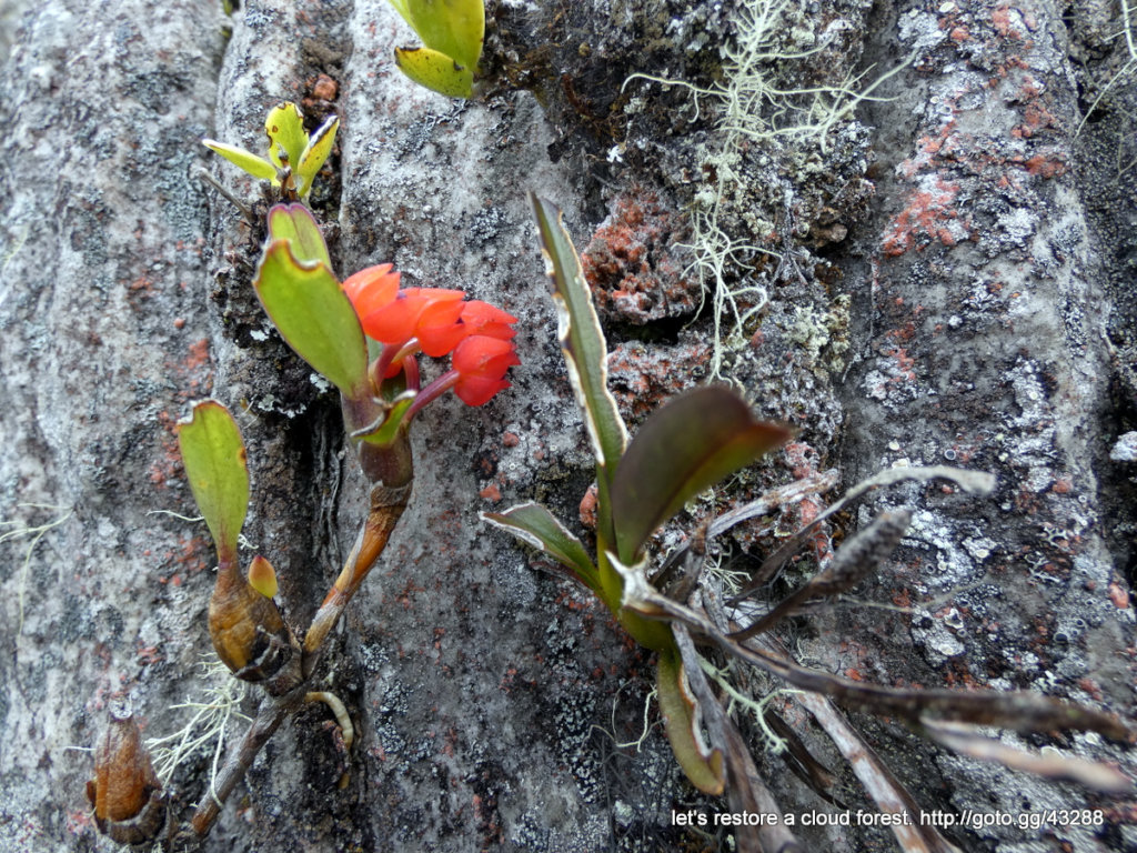 Let's restore a unique cloud forest in Venezuela