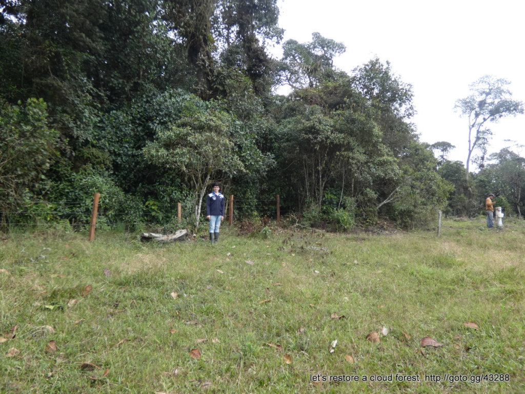 Let's restore a unique cloud forest in Venezuela