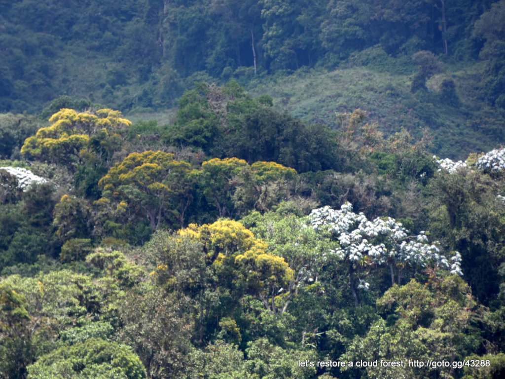Let's restore a unique cloud forest in Venezuela